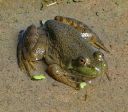 A bullfrog