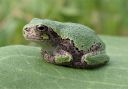 An eastern gray treefrog