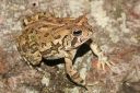 A fowler's toad