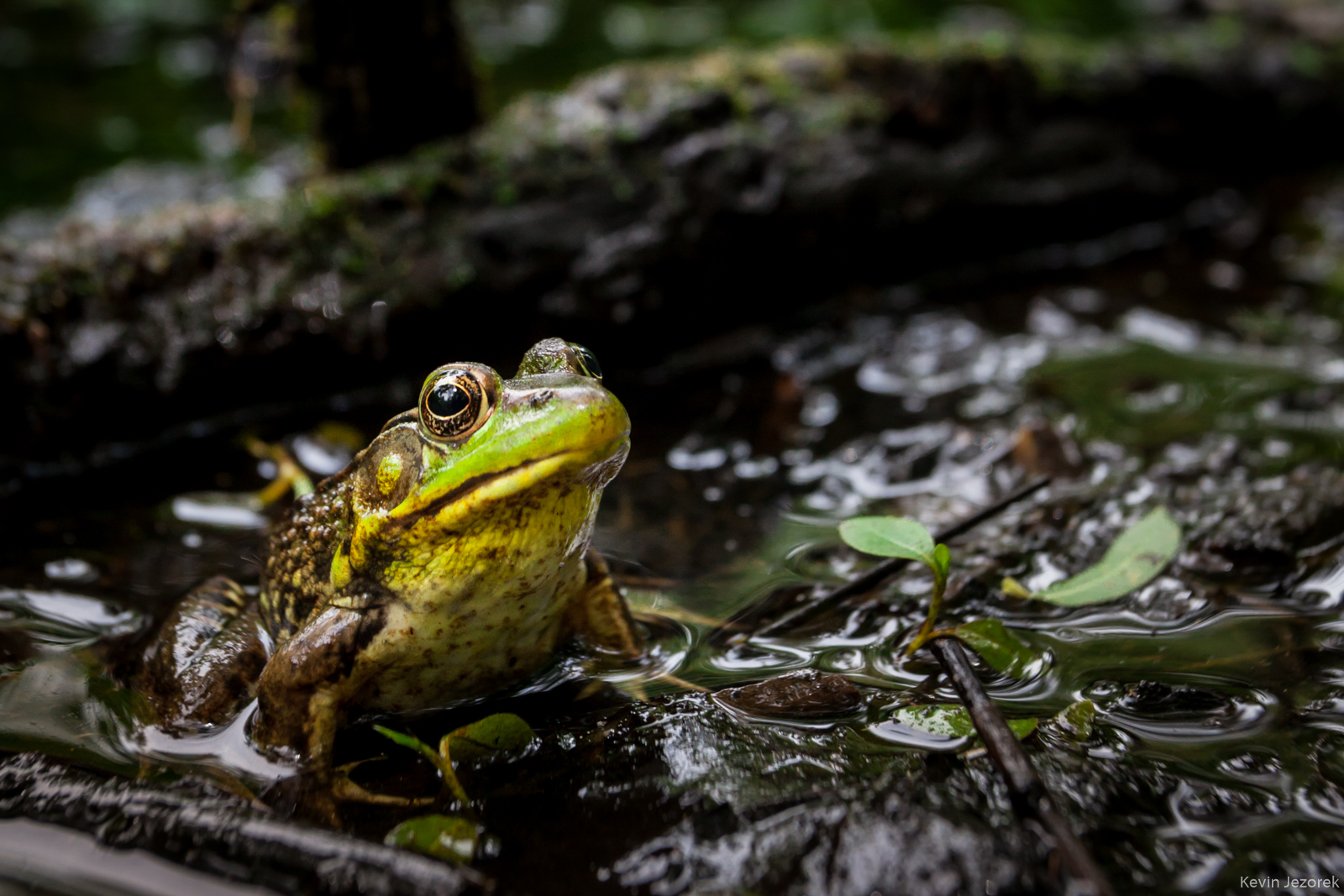 Close up of two frogs sitting in shallow swampy water facing away from eachother