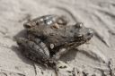A northern cricket frog