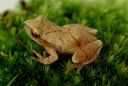 A spring peeper