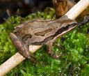 A western chorus frog